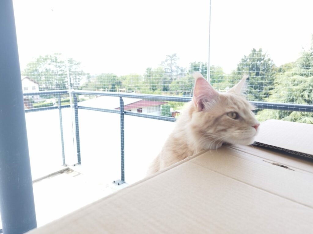 Installation de filets de protection anti chute pour chats sur terrasse à Annemasse