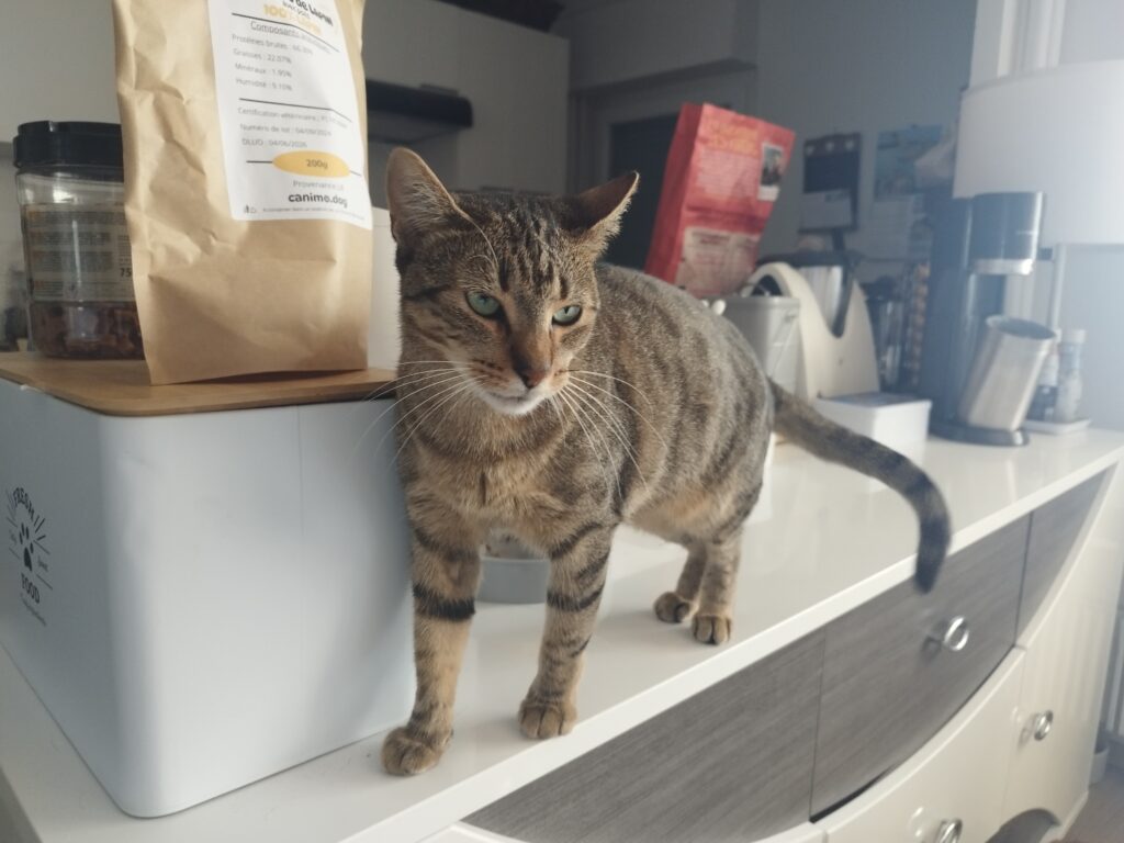 Chatière dans porte à Sillingy